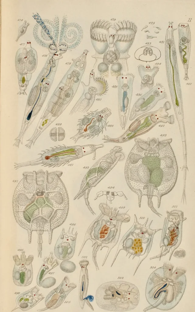 An illustration from A history of infusoria, living and fossil: arranged according to "Die Infusionsthierchen" of C.G. Ehrenberg. Containing coloured engravings, illustrative of all the genera, and descriptions of all the species in that work, with several new ones. To which is appended an account of those recently discovered in the chalk formations / By Andrew Pritchard., 1841, leaf 479