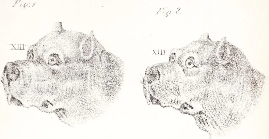 An illustration from Phrenology, or the doctrine of the mind : and of the relations between its manifestations and the body., 1825, leaf 333