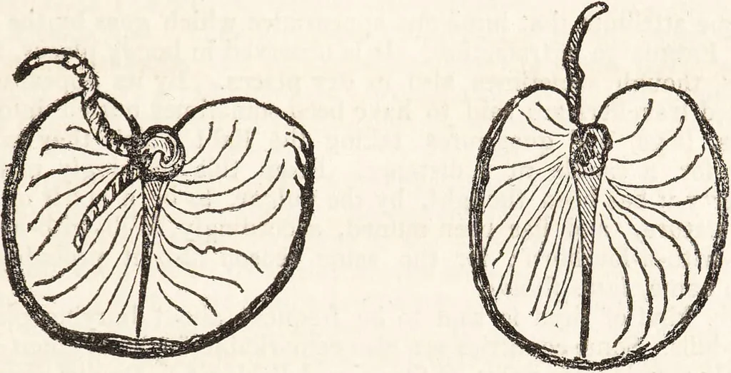 An illustration from One thousand processes in manufactures and experiments in chemistry / [Colin Mackenzie]., 1825, leaf 501