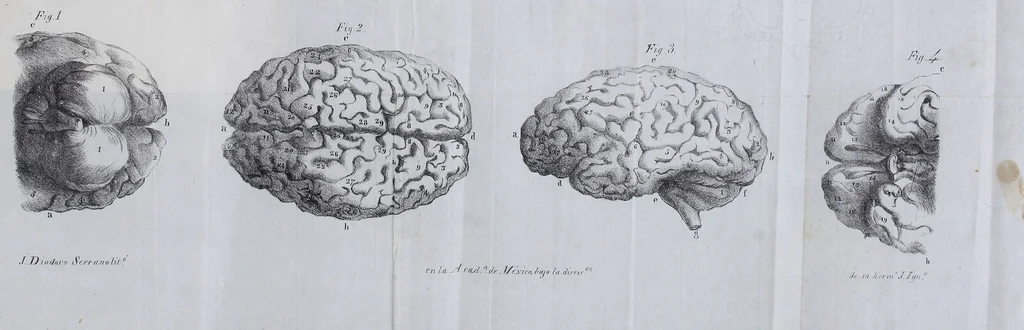 An illustration from Esposición sumaria del sistema frenológico del doctor Gall / [José Ramón Pacheco]., 1835, leaf 271