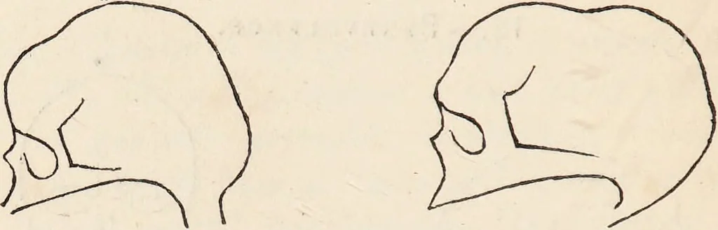 An illustration from The philosophy of phrenology / by a member of the Phrenological and Philosophical Societies of Glasgow., 1838, leaf 134