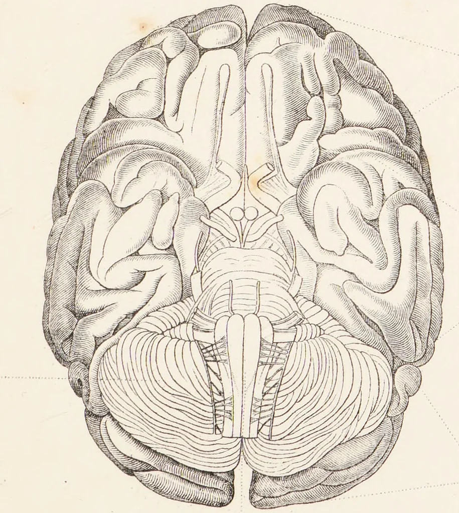 An illustration from The philosophy of phrenology / by a member of the Phrenological and Philosophical Societies of Glasgow., 1838, leaf 29