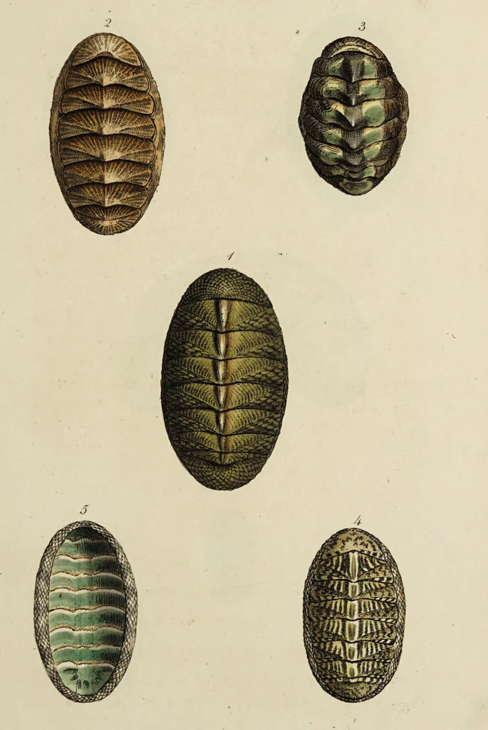 An illustration from General conchology; or, a description of shells arranged according to the Linnean system. And illustrated with plates drawn and coloured from nature. Vol. 1 / by W. Wood., 1815, leaf 333