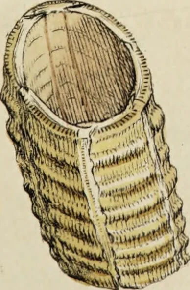 An illustration from General conchology; or, a description of shells arranged according to the Linnean system. And illustrated with plates drawn and coloured from nature. Vol. 1 / by W. Wood., 1815, leaf 341