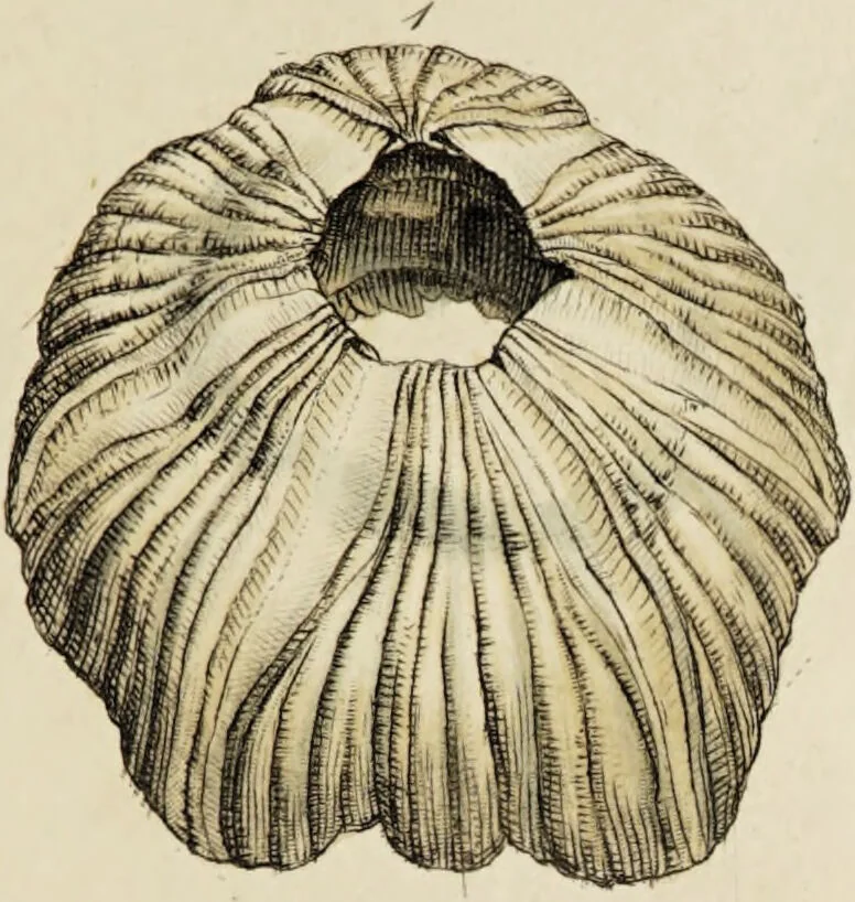 An illustration from General conchology; or, a description of shells arranged according to the Linnean system. And illustrated with plates drawn and coloured from nature. Vol. 1 / by W. Wood., 1815, leaf 343