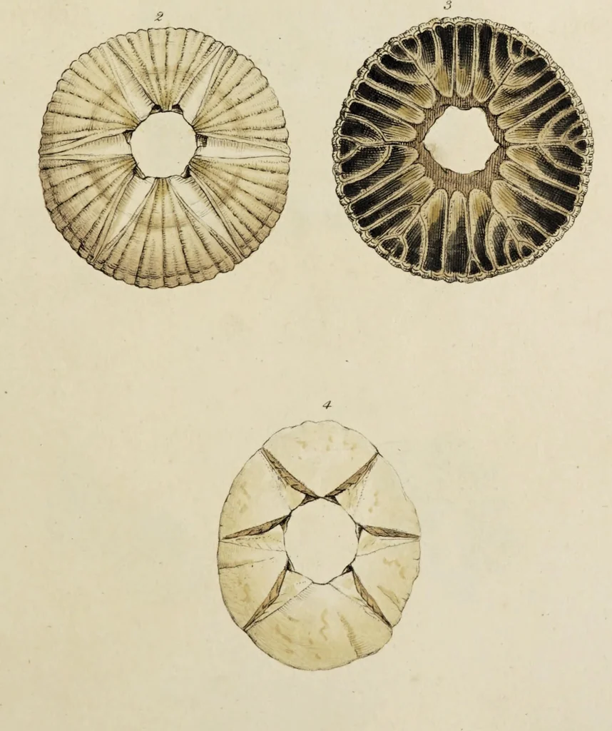 An illustration from General conchology; or, a description of shells arranged according to the Linnean system. And illustrated with plates drawn and coloured from nature. Vol. 1 / by W. Wood., 1815, leaf 343