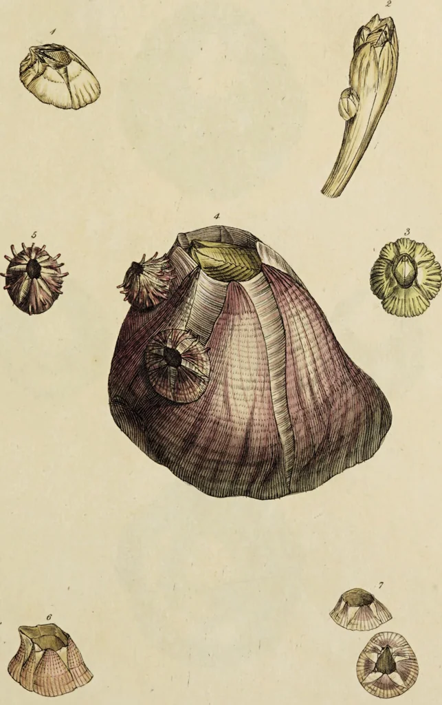 An illustration from General conchology; or, a description of shells arranged according to the Linnean system. And illustrated with plates drawn and coloured from nature. Vol. 1 / by W. Wood., 1815, leaf 347