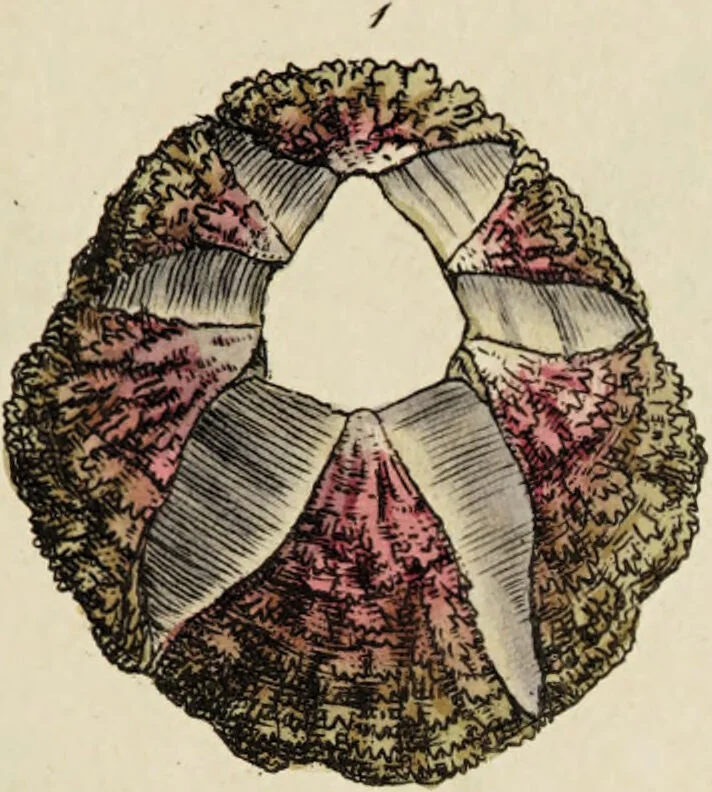 An illustration from General conchology; or, a description of shells arranged according to the Linnean system. And illustrated with plates drawn and coloured from nature. Vol. 1 / by W. Wood., 1815, leaf 349