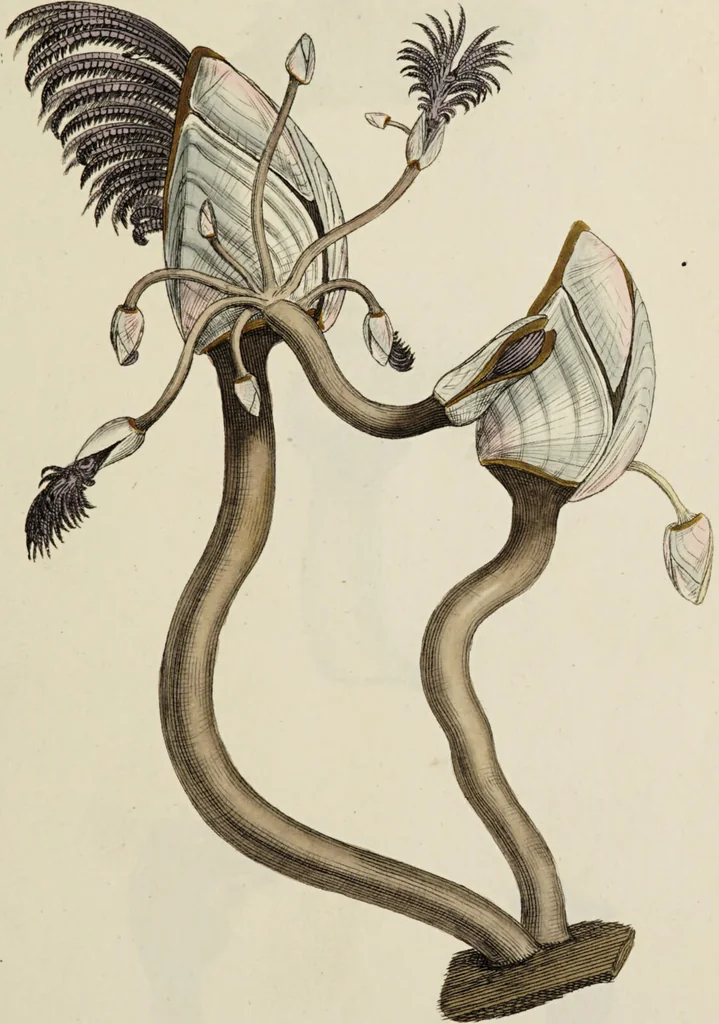 An illustration from General conchology; or, a description of shells arranged according to the Linnean system. And illustrated with plates drawn and coloured from nature. Vol. 1 / by W. Wood., 1815, leaf 355