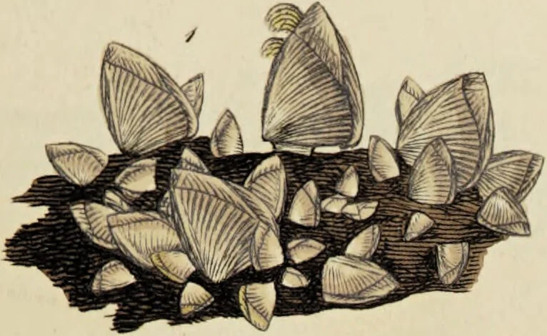 An illustration from General conchology; or, a description of shells arranged according to the Linnean system. And illustrated with plates drawn and coloured from nature. Vol. 1 / by W. Wood., 1815, leaf 357