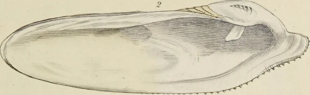 An illustration from General conchology; or, a description of shells arranged according to the Linnean system. And illustrated with plates drawn and coloured from nature. Vol. 1 / by W. Wood., 1815, leaf 359