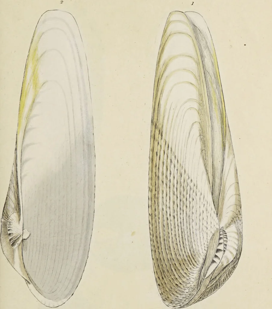 An illustration from General conchology; or, a description of shells arranged according to the Linnean system. And illustrated with plates drawn and coloured from nature. Vol. 1 / by W. Wood., 1815, leaf 361