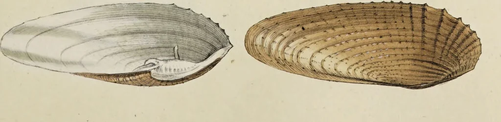 An illustration from General conchology; or, a description of shells arranged according to the Linnean system. And illustrated with plates drawn and coloured from nature. Vol. 1 / by W. Wood., 1815, leaf 361