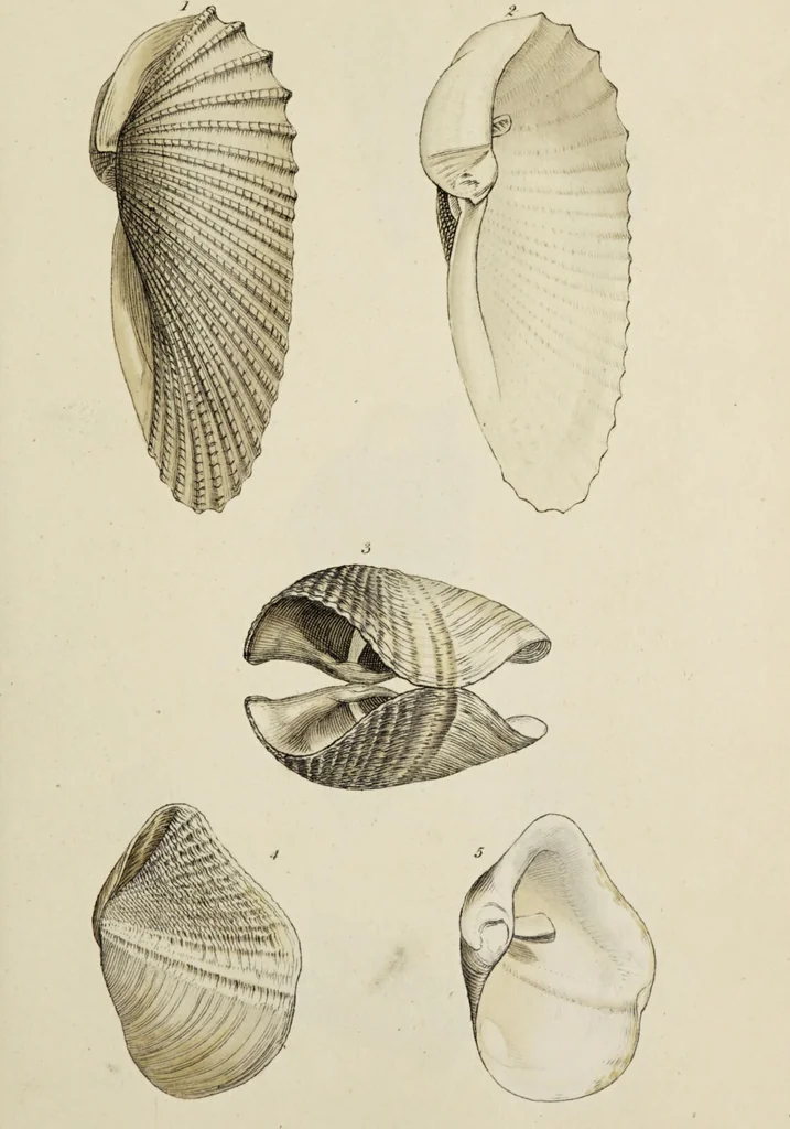 An illustration from General conchology; or, a description of shells arranged according to the Linnean system. And illustrated with plates drawn and coloured from nature. Vol. 1 / by W. Wood., 1815, leaf 363