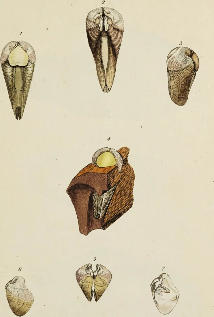 An illustration from General conchology; or, a description of shells arranged according to the Linnean system. And illustrated with plates drawn and coloured from nature. Vol. 1 / by W. Wood., 1815, leaf 365