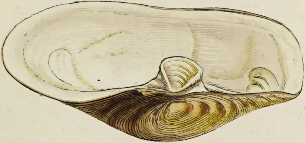 An illustration from General conchology; or, a description of shells arranged according to the Linnean system. And illustrated with plates drawn and coloured from nature. Vol. 1 / by W. Wood., 1815, leaf 367