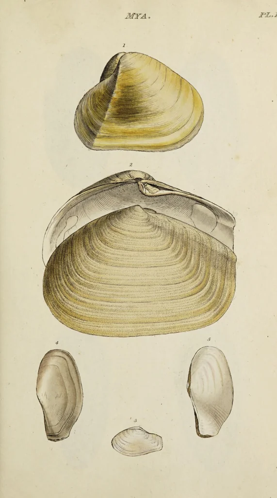 An illustration from General conchology; or, a description of shells arranged according to the Linnean system. And illustrated with plates drawn and coloured from nature. Vol. 1 / by W. Wood., 1815, leaf 369
