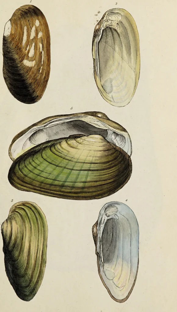 An illustration from General conchology; or, a description of shells arranged according to the Linnean system. And illustrated with plates drawn and coloured from nature. Vol. 1 / by W. Wood., 1815, leaf 371