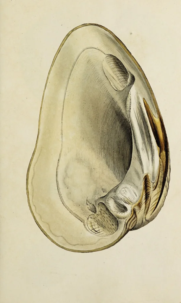 An illustration from General conchology; or, a description of shells arranged according to the Linnean system. And illustrated with plates drawn and coloured from nature. Vol. 1 / by W. Wood., 1815, leaf 375