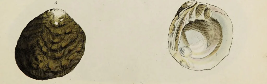 An illustration from General conchology; or, a description of shells arranged according to the Linnean system. And illustrated with plates drawn and coloured from nature. Vol. 1 / by W. Wood., 1815, leaf 377