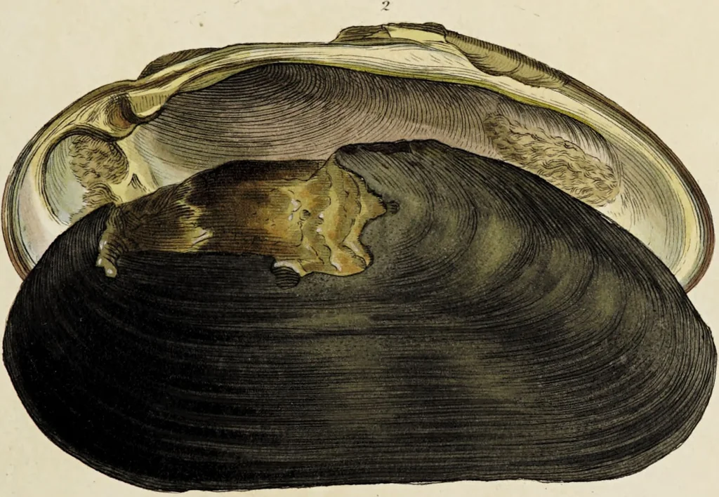 An illustration from General conchology; or, a description of shells arranged according to the Linnean system. And illustrated with plates drawn and coloured from nature. Vol. 1 / by W. Wood., 1815, leaf 379