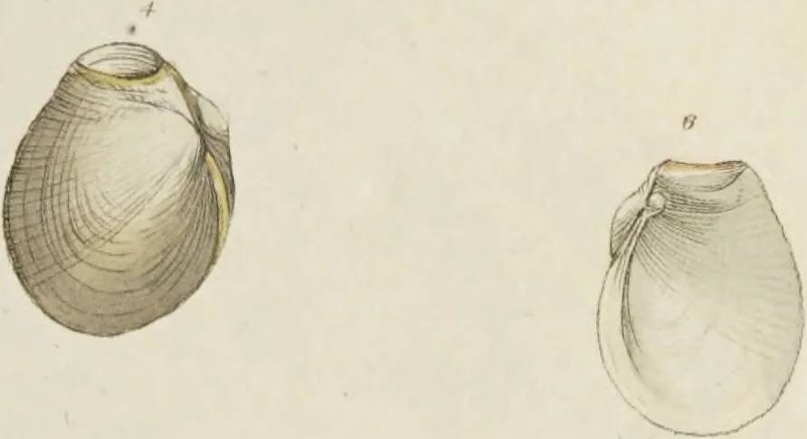 An illustration from General conchology; or, a description of shells arranged according to the Linnean system. And illustrated with plates drawn and coloured from nature. Vol. 1 / by W. Wood., 1815, leaf 381