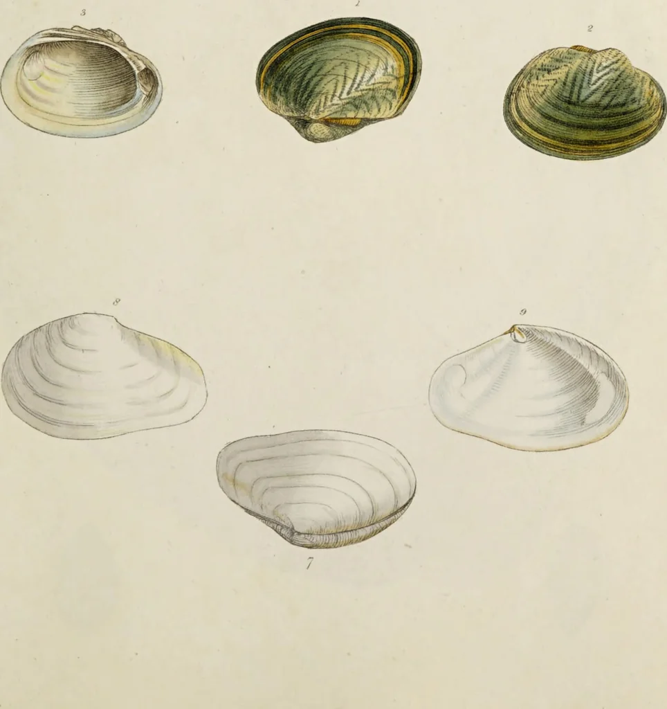 An illustration from General conchology; or, a description of shells arranged according to the Linnean system. And illustrated with plates drawn and coloured from nature. Vol. 1 / by W. Wood., 1815, leaf 381