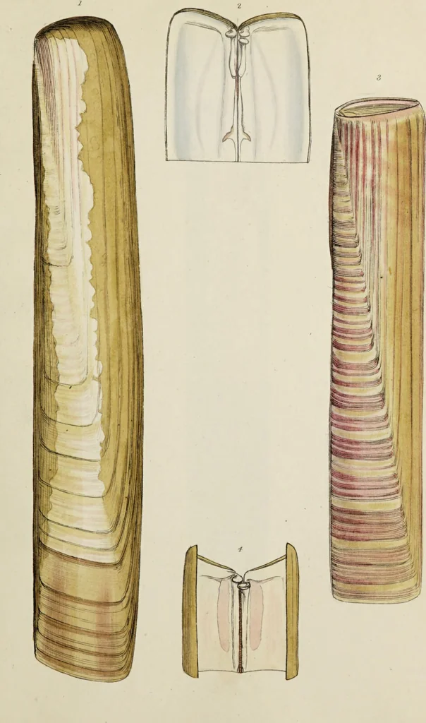 An illustration from General conchology; or, a description of shells arranged according to the Linnean system. And illustrated with plates drawn and coloured from nature. Vol. 1 / by W. Wood., 1815, leaf 385