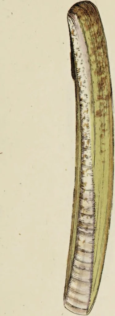 An illustration from General conchology; or, a description of shells arranged according to the Linnean system. And illustrated with plates drawn and coloured from nature. Vol. 1 / by W. Wood., 1815, leaf 389