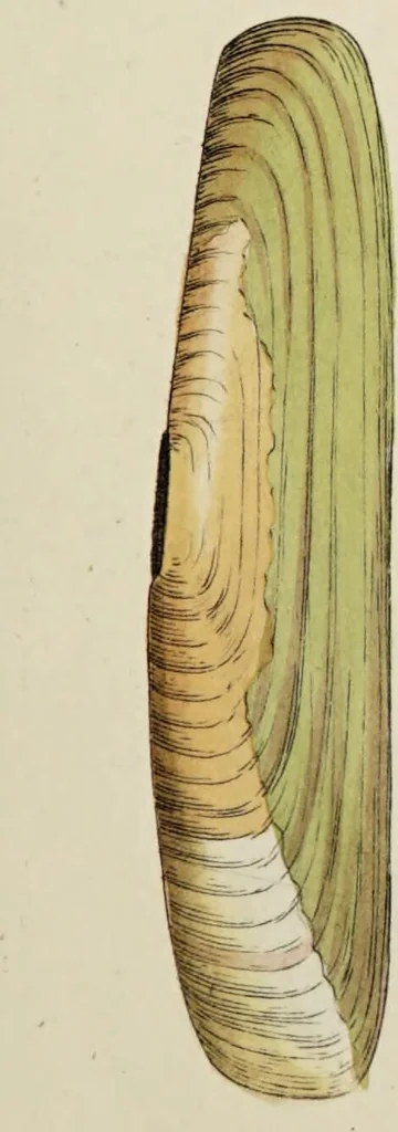 An illustration from General conchology; or, a description of shells arranged according to the Linnean system. And illustrated with plates drawn and coloured from nature. Vol. 1 / by W. Wood., 1815, leaf 389
