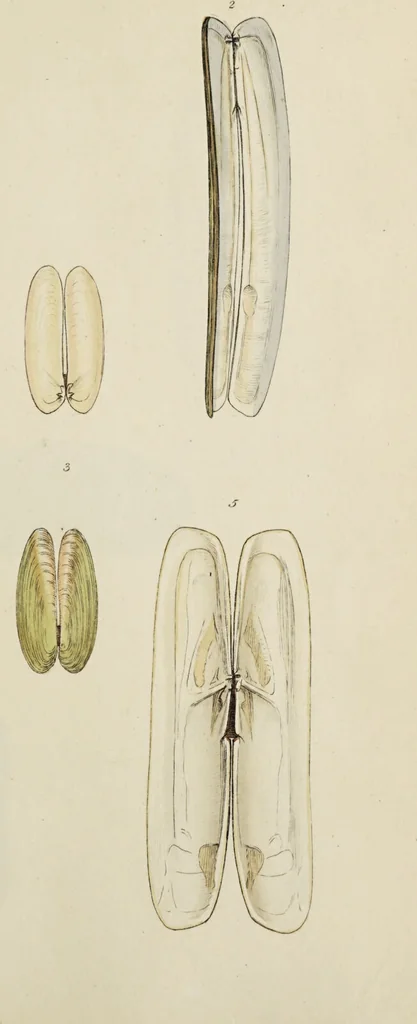 An illustration from General conchology; or, a description of shells arranged according to the Linnean system. And illustrated with plates drawn and coloured from nature. Vol. 1 / by W. Wood., 1815, leaf 389