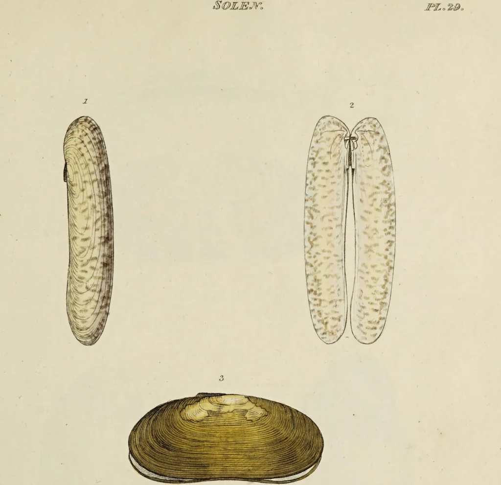 An illustration from General conchology; or, a description of shells arranged according to the Linnean system. And illustrated with plates drawn and coloured from nature. Vol. 1 / by W. Wood., 1815, leaf 391