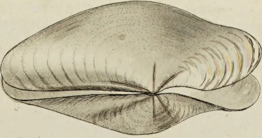 An illustration from General conchology; or, a description of shells arranged according to the Linnean system. And illustrated with plates drawn and coloured from nature. Vol. 1 / by W. Wood., 1815, leaf 393