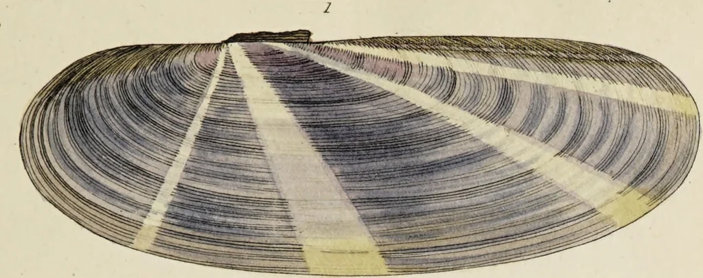 An illustration from General conchology; or, a description of shells arranged according to the Linnean system. And illustrated with plates drawn and coloured from nature. Vol. 1 / by W. Wood., 1815, leaf 395
