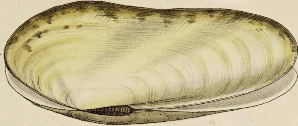 An illustration from General conchology; or, a description of shells arranged according to the Linnean system. And illustrated with plates drawn and coloured from nature. Vol. 1 / by W. Wood., 1815, leaf 397