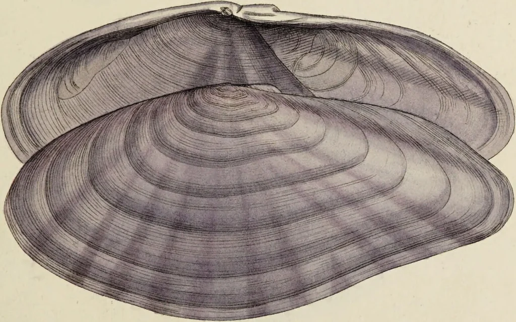 An illustration from General conchology; or, a description of shells arranged according to the Linnean system. And illustrated with plates drawn and coloured from nature. Vol. 1 / by W. Wood., 1815, leaf 397