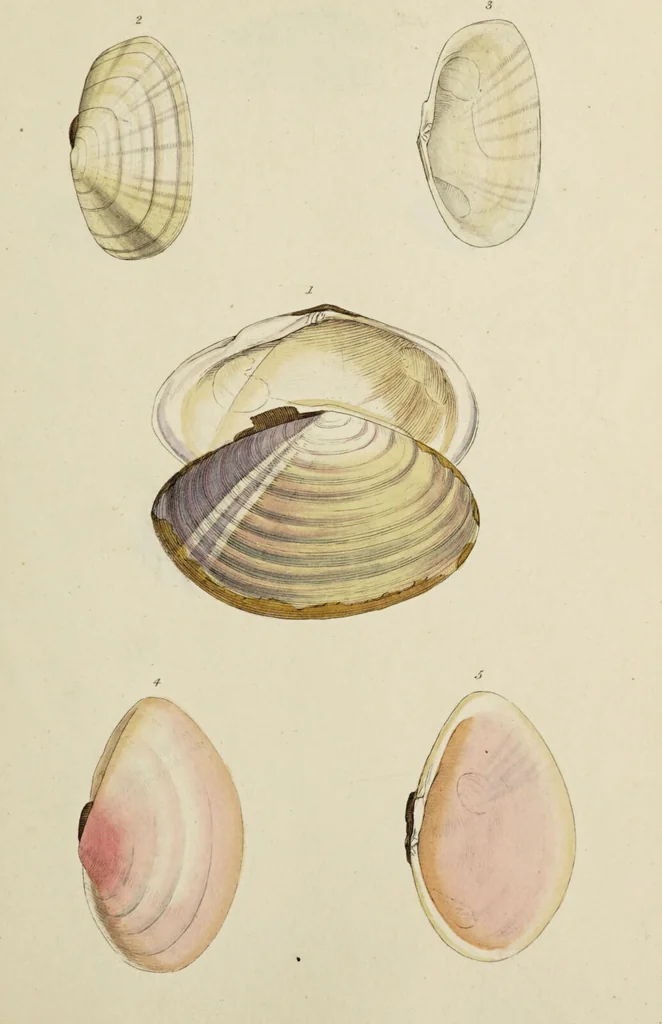 An illustration from General conchology; or, a description of shells arranged according to the Linnean system. And illustrated with plates drawn and coloured from nature. Vol. 1 / by W. Wood., 1815, leaf 399