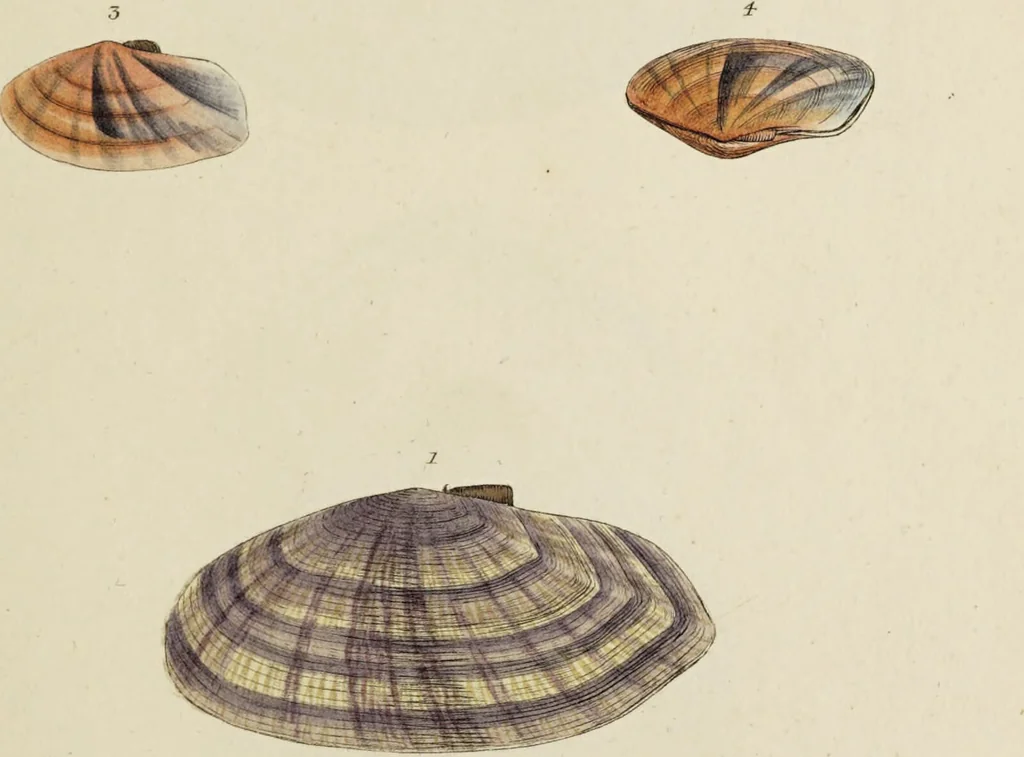 An illustration from General conchology; or, a description of shells arranged according to the Linnean system. And illustrated with plates drawn and coloured from nature. Vol. 1 / by W. Wood., 1815, leaf 401