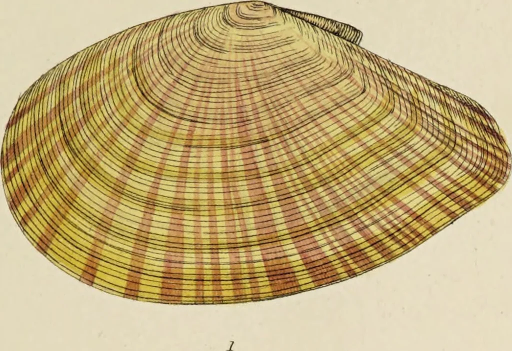 An illustration from General conchology; or, a description of shells arranged according to the Linnean system. And illustrated with plates drawn and coloured from nature. Vol. 1 / by W. Wood., 1815, leaf 403