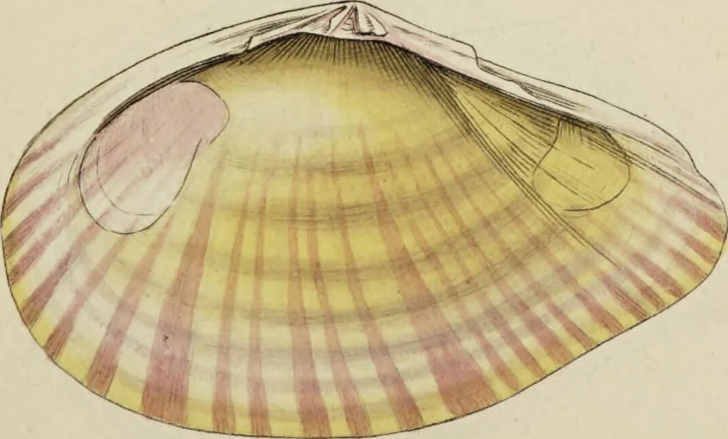 An illustration from General conchology; or, a description of shells arranged according to the Linnean system. And illustrated with plates drawn and coloured from nature. Vol. 1 / by W. Wood., 1815, leaf 403