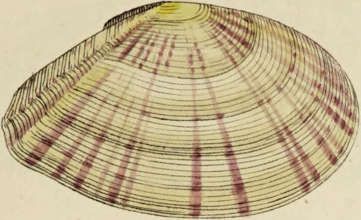 An illustration from General conchology; or, a description of shells arranged according to the Linnean system. And illustrated with plates drawn and coloured from nature. Vol. 1 / by W. Wood., 1815, leaf 405