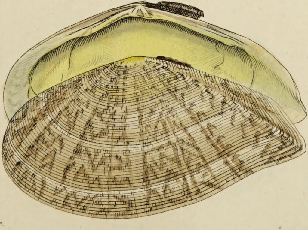 An illustration from General conchology; or, a description of shells arranged according to the Linnean system. And illustrated with plates drawn and coloured from nature. Vol. 1 / by W. Wood., 1815, leaf 405