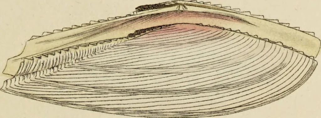 An illustration from General conchology; or, a description of shells arranged according to the Linnean system. And illustrated with plates drawn and coloured from nature. Vol. 1 / by W. Wood., 1815, leaf 407