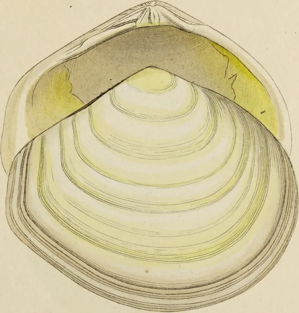 An illustration from General conchology; or, a description of shells arranged according to the Linnean system. And illustrated with plates drawn and coloured from nature. Vol. 1 / by W. Wood., 1815, leaf 407