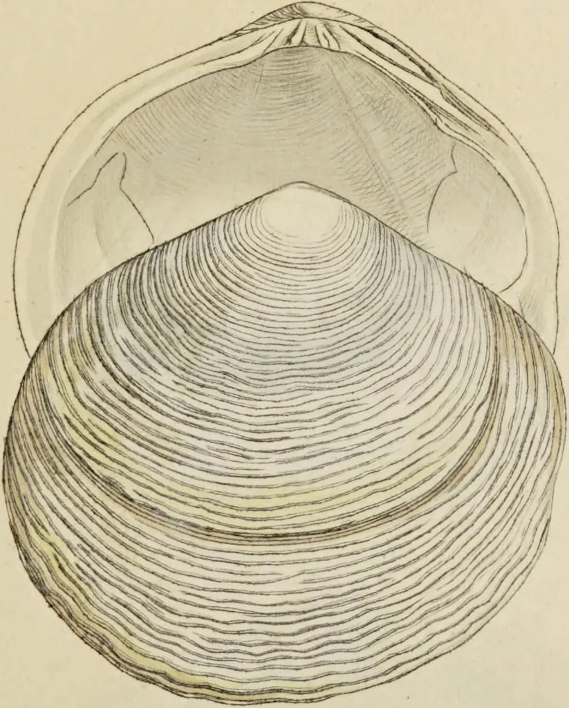 An illustration from General conchology; or, a description of shells arranged according to the Linnean system. And illustrated with plates drawn and coloured from nature. Vol. 1 / by W. Wood., 1815, leaf 409