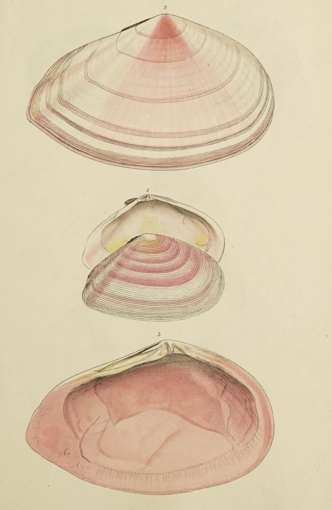 An illustration from General conchology; or, a description of shells arranged according to the Linnean system. And illustrated with plates drawn and coloured from nature. Vol. 1 / by W. Wood., 1815, leaf 411