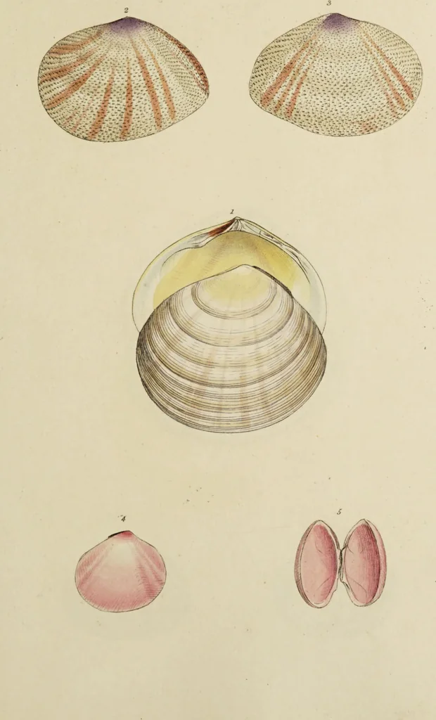 An illustration from General conchology; or, a description of shells arranged according to the Linnean system. And illustrated with plates drawn and coloured from nature. Vol. 1 / by W. Wood., 1815, leaf 413