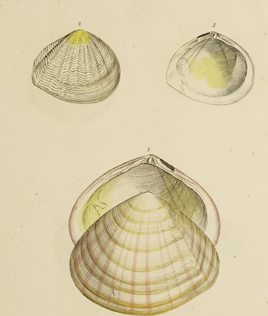 An illustration from General conchology; or, a description of shells arranged according to the Linnean system. And illustrated with plates drawn and coloured from nature. Vol. 1 / by W. Wood., 1815, leaf 415