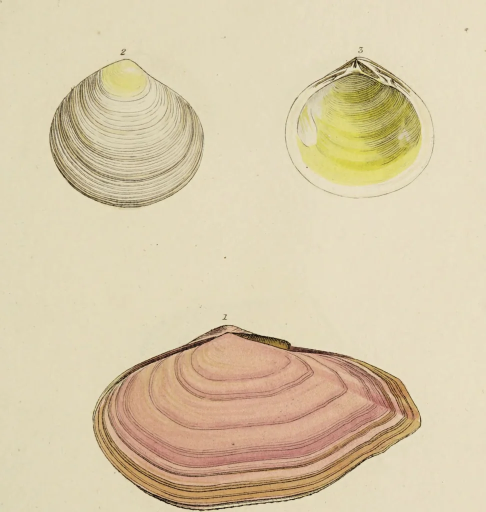 An illustration from General conchology; or, a description of shells arranged according to the Linnean system. And illustrated with plates drawn and coloured from nature. Vol. 1 / by W. Wood., 1815, leaf 417