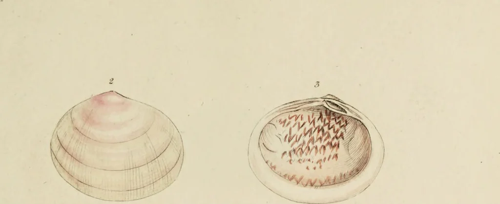 An illustration from General conchology; or, a description of shells arranged according to the Linnean system. And illustrated with plates drawn and coloured from nature. Vol. 1 / by W. Wood., 1815, leaf 419